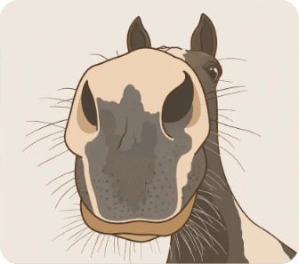 Illustration GrosNez : le museau curieux d'un cheval